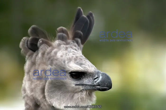 : Harpy Eagle (Harpia harpyja) : Harpy Eagle (Harpia harpyja)