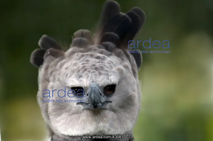 : Harpy Eagle (Harpia harpyja) : Harpy Eagle (Harpia harpyja)