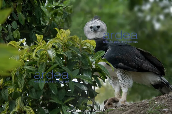 : Harpy Eagle (Harpia harpyja) : Harpy Eagle (Harpia harpyja)