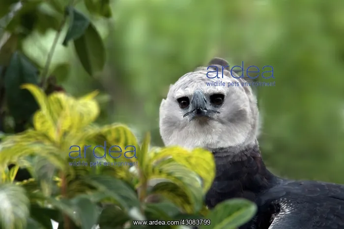 : Harpy Eagle (Harpia harpyja) : Harpy Eagle (Harpia harpyja)