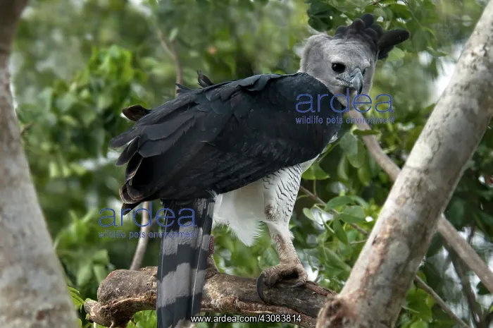 : Harpy Eagle (Harpia harpyja) : Harpy Eagle (Harpia harpyja)
