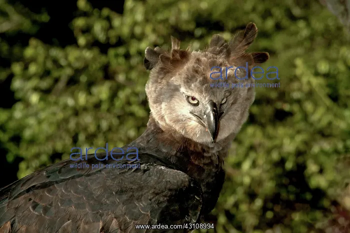 : Harpy Eagle (Harpia harpyja) : Harpy Eagle (Harpia harpyja)