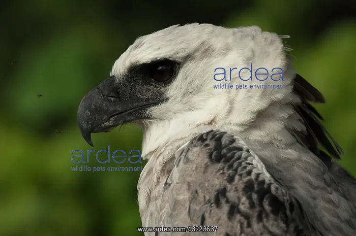  : Harpy Eagle (Harpia harpyja). captive. Gabaro