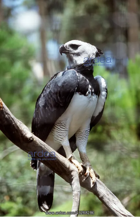 : HARPY EAGLE - perched on branch : HARPY EAGLE - perched on branch