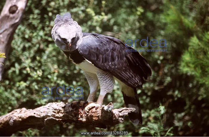 : HARPY EAGLE - perched on branch : HARPY EAGLE - perched on branch