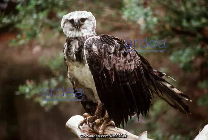 : HARPY EAGLE - perched on branch : HARPY EAGLE - perched on branch