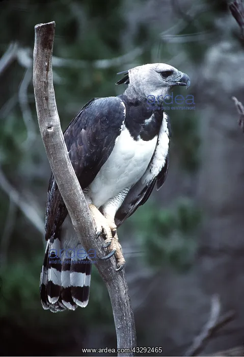 : Harpy EAGLE - perched on branch : Harpy EAGLE - perched on branch