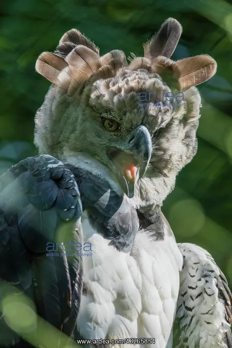 : Harpy Eagle, portrait of bird, calling, controlled : Harpy Eagle, portrait of bird, calling, controlled