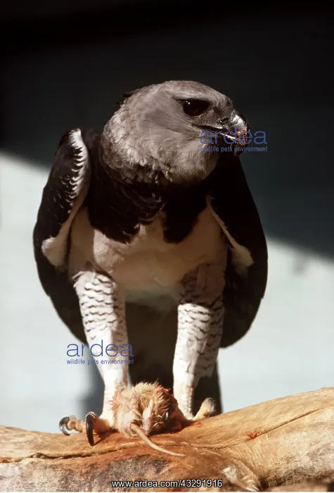 : HARPY EAGLE - with prey : HARPY EAGLE - with prey