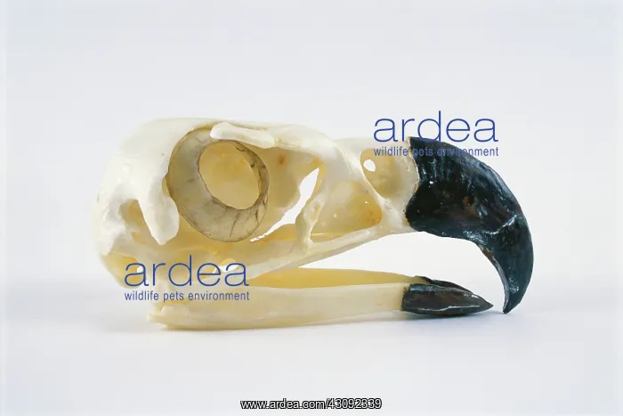 : Harpy Eagle skull : Harpy Eagle skull