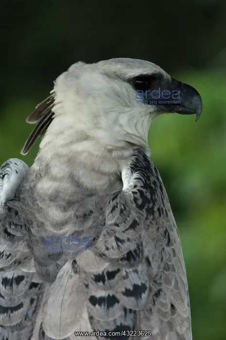 : Harpy Eagle(Harpia harpyja). captive. Gabaro : Harpy Eagle(Harpia harpyja). captive. Gabaro
