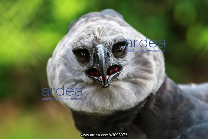 : Harpy Eagle's powerful beak : Harpy Eagle's powerful beak