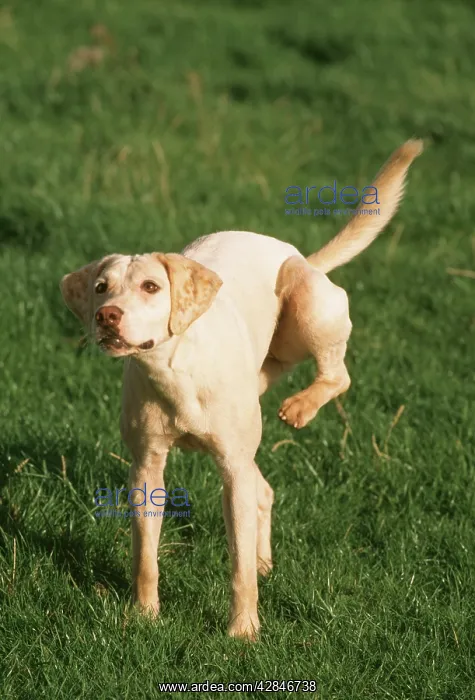 : HARRIER DOG - Attemps to scratch : HARRIER DOG - Attemps to scratch