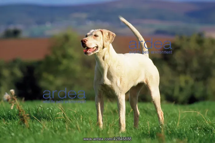 : HARRIER DOG - STANDING : HARRIER DOG - STANDING
