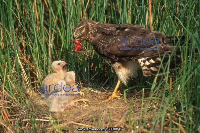 : Harrier Feeding Chicks : Harrier Feeding Chicks