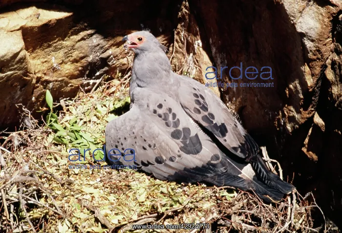  : HARRIER HAWK