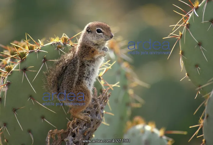  : Harris Antelope Squirrel (Ammospermophilus harrisi) - Also