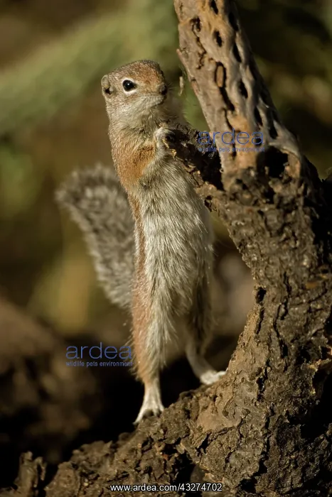  : Harris Antelope Squirrel (Ammospermophilus harrisi) - Also