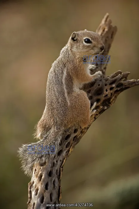 : Harris Antelope Squirrel (Ammospermophilus harrisi) - Also : Harris Antelope Squirrel (Ammospermophilus harrisi) - Also