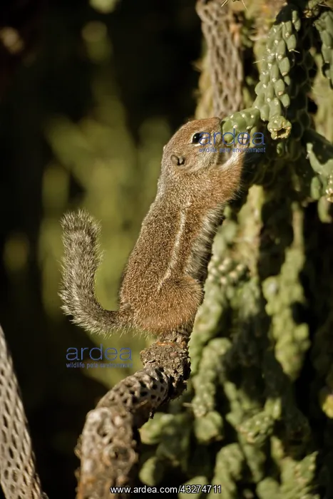 : Harris Antelope Squirrel (Ammospermophilus harrisi) - Also : Harris Antelope Squirrel (Ammospermophilus harrisi) - Also