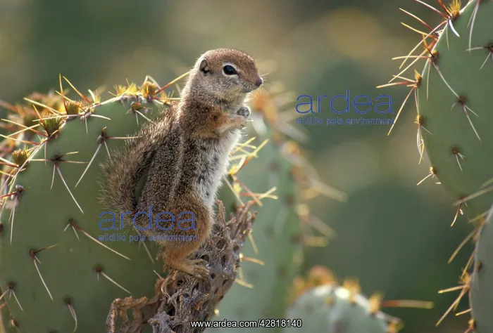 : Harris Antelope Squirrel / Yuma Antelope Squirrel : Harris Antelope Squirrel / Yuma Antelope Squirrel