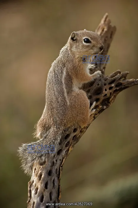 : Harris Antelope Squirrel / Yuma Antelope Squirrel : Harris Antelope Squirrel / Yuma Antelope Squirrel