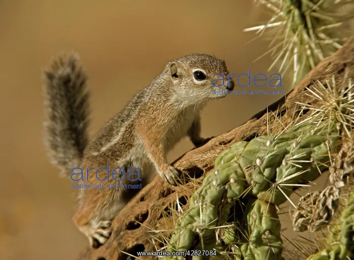 : Harris Antelope Squirrel / Yuma Antelope Squirrel : Harris Antelope Squirrel / Yuma Antelope Squirrel