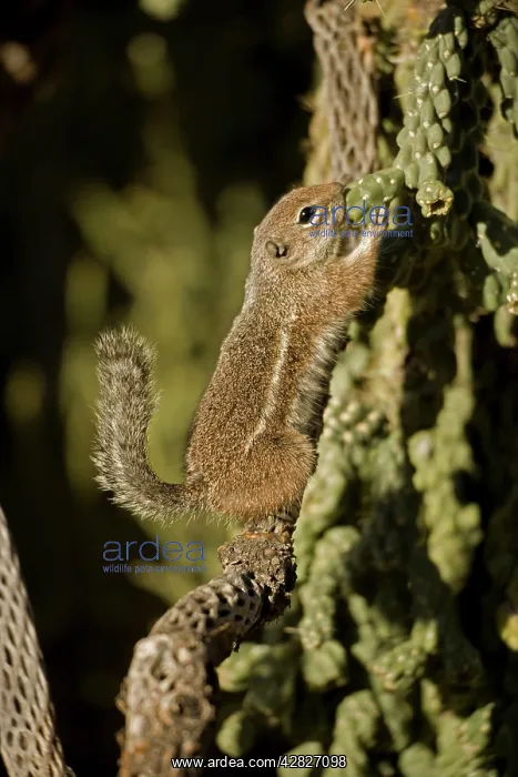 : Harris Antelope Squirrel / Yuma Antelope Squirrel : Harris Antelope Squirrel / Yuma Antelope Squirrel