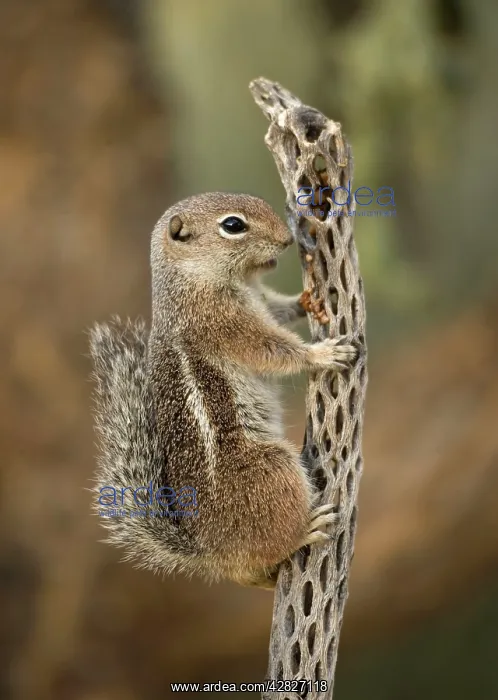  : Harris Antelope Squirrel  /  Yuma Antelope Squirrel