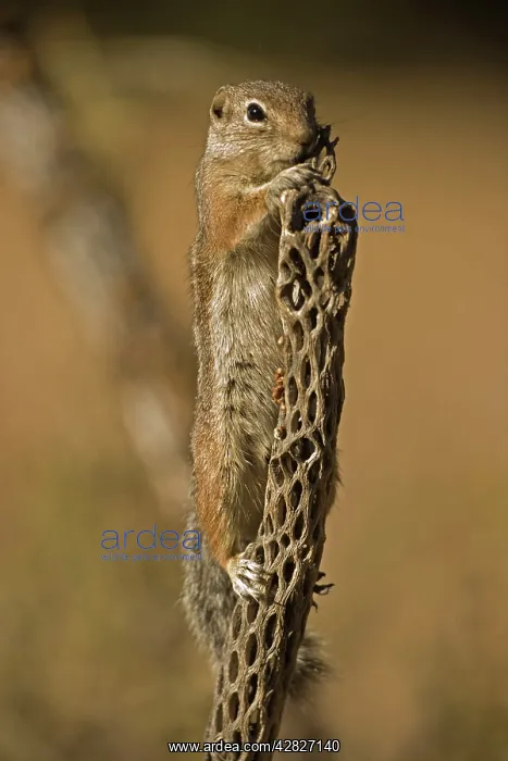 : Harris Antelope Squirrel / Yuma Antelope Squirrel : Harris Antelope Squirrel / Yuma Antelope Squirrel