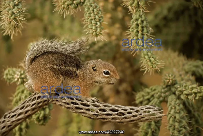 : Harris Antelope Squirrel / Yuma Antelope Squirrel : Harris Antelope Squirrel / Yuma Antelope Squirrel