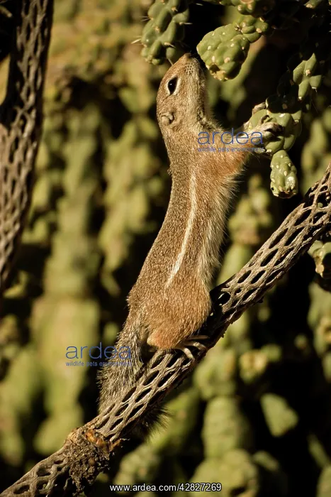 : Harris Antelope Squirrel / Yuma Antelope Squirrel : Harris Antelope Squirrel / Yuma Antelope Squirrel