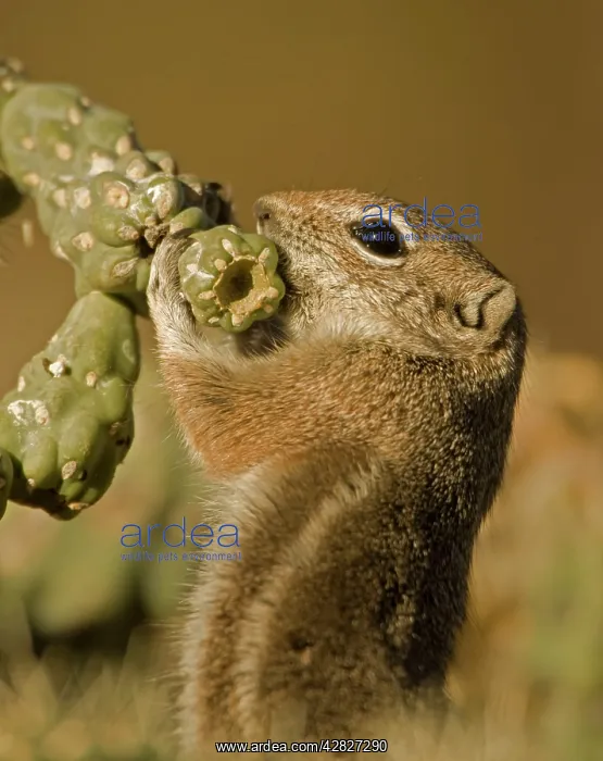 : Harris Antelope Squirrel / Yuma Antelope Squirrel : Harris Antelope Squirrel / Yuma Antelope Squirrel