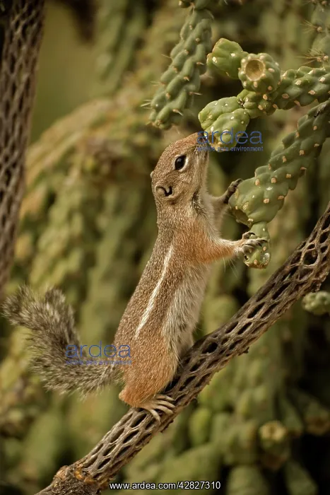 : Harris Antelope Squirrel / Yuma Antelope Squirrel : Harris Antelope Squirrel / Yuma Antelope Squirrel