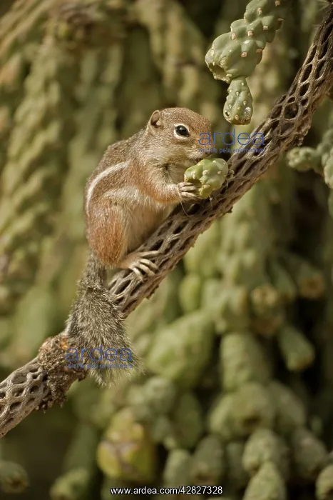 : Harris Antelope Squirrel / Yuma Antelope Squirrel : Harris Antelope Squirrel / Yuma Antelope Squirrel
