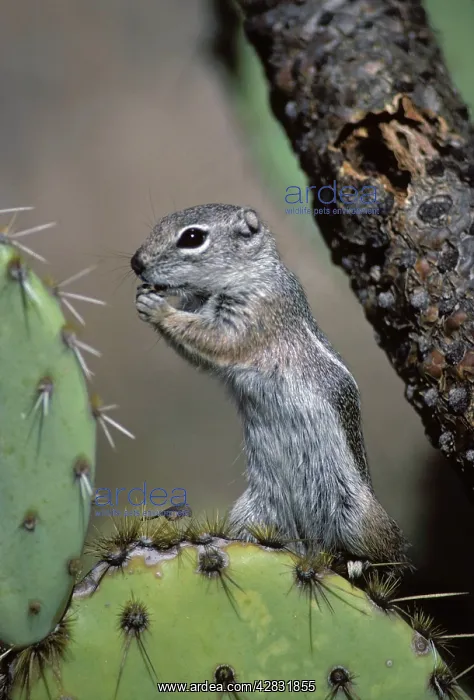 : Harris Antelope Squirrel / Yuma Antelope Squirrel : Harris Antelope Squirrel / Yuma Antelope Squirrel