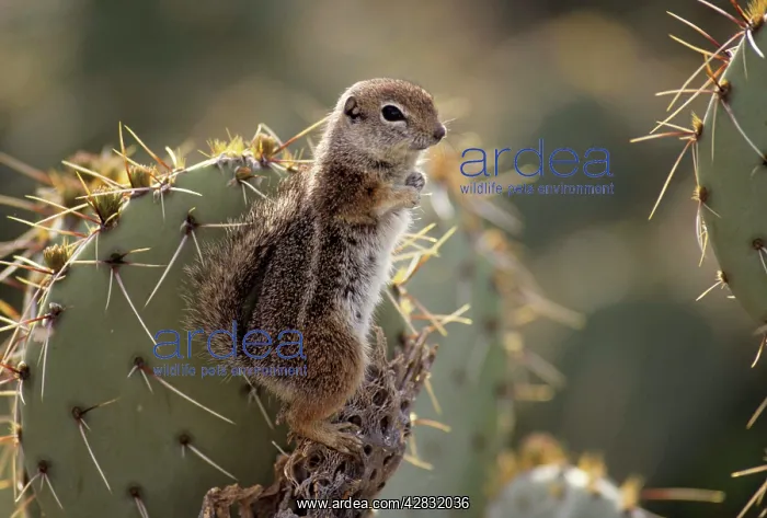 : Harris Antelope Squirrel / Yuma Antelope Squirrel : Harris Antelope Squirrel / Yuma Antelope Squirrel