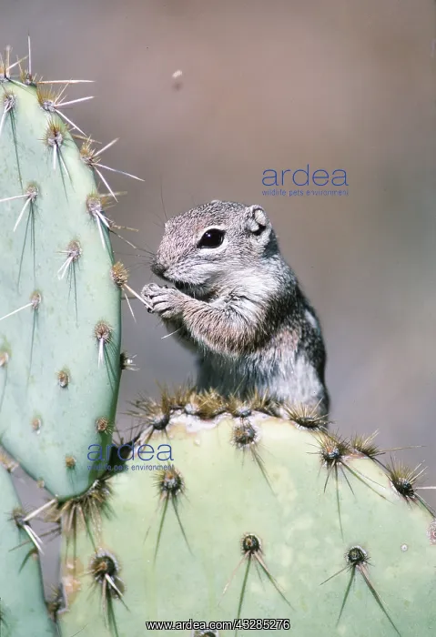 : HARRIS GROUND SQUIRREL - on cactus : HARRIS GROUND SQUIRREL - on cactus