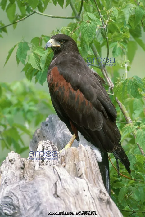 : Harris Hawk : Harris Hawk