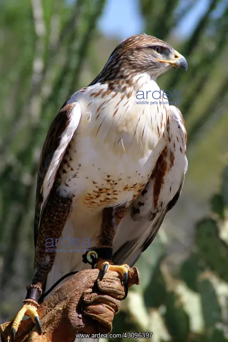 : Harris Hawk : Harris Hawk