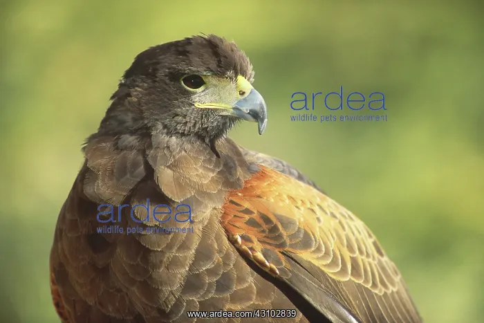 : Harris Hawk : Harris Hawk