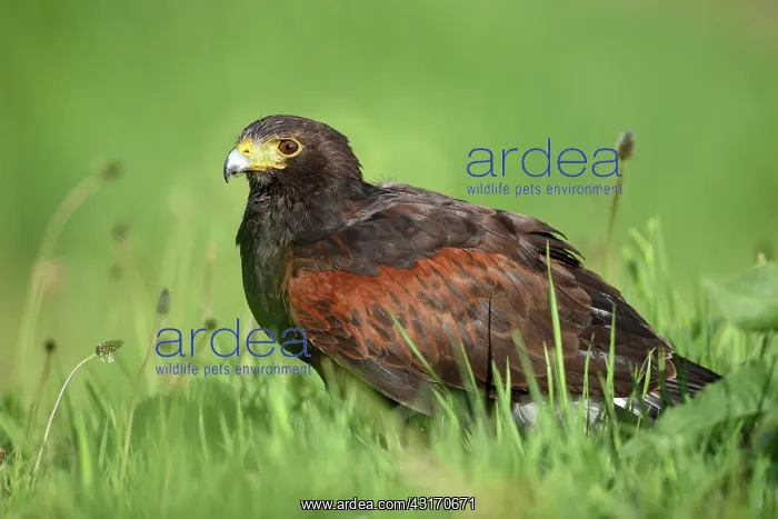 : Harris Hawk : Harris Hawk