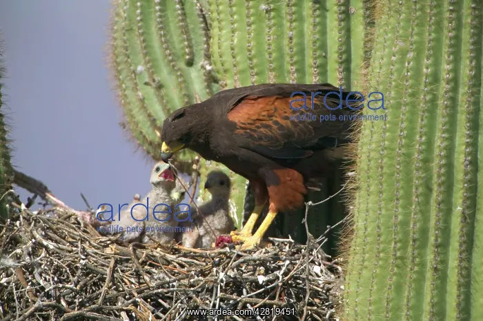 : Harris Hawk - Adult feeding young at nest, on : Harris Hawk - Adult feeding young at nest, on