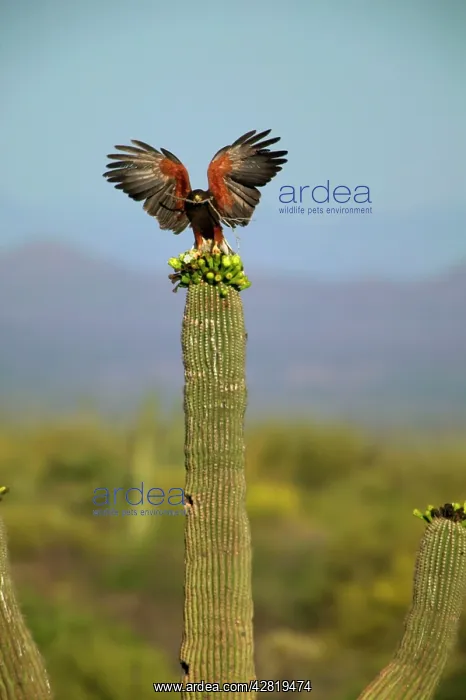 : Harris Hawk - Adult with stick in mouth and wings : Harris Hawk - Adult with stick in mouth and wings