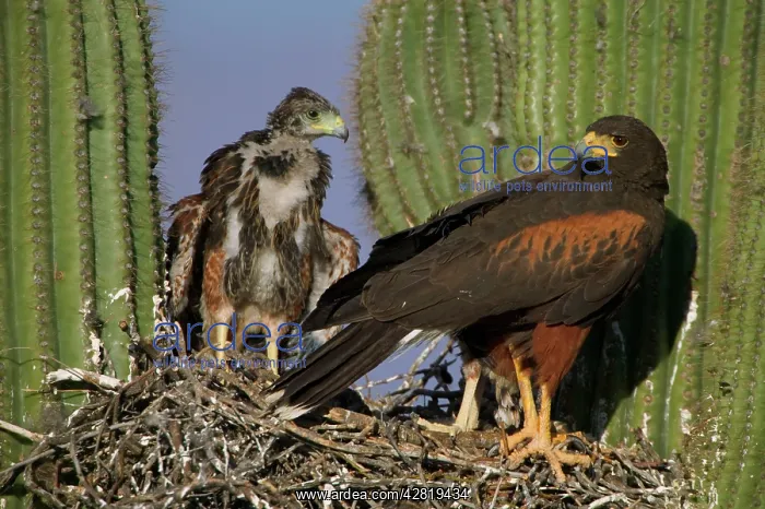: Harris Hawk - Adult with young at nest, on saguaro cactus : Harris Hawk - Adult with young at nest, on saguaro cactus