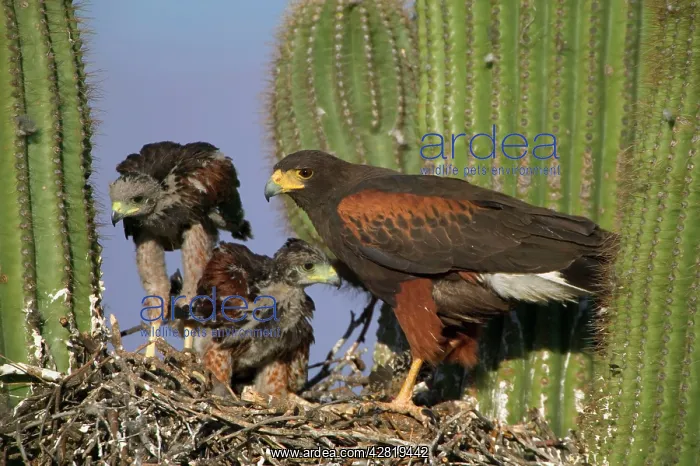  : Harris Hawk - Adult with young at nest, on saguaro cactus
