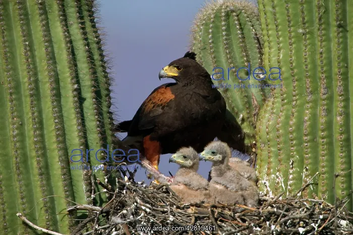 : Harris Hawk - Adult with young at nest, on saguaro cactus : Harris Hawk - Adult with young at nest, on saguaro cactus