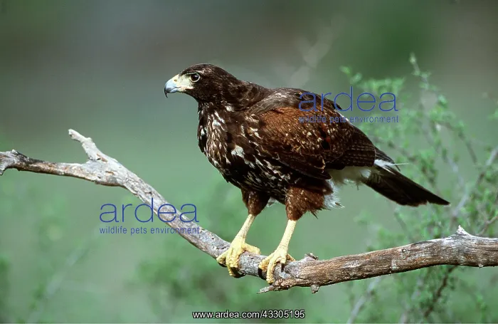 : HARRIS HAWK - ON BRANCH : HARRIS HAWK - ON BRANCH