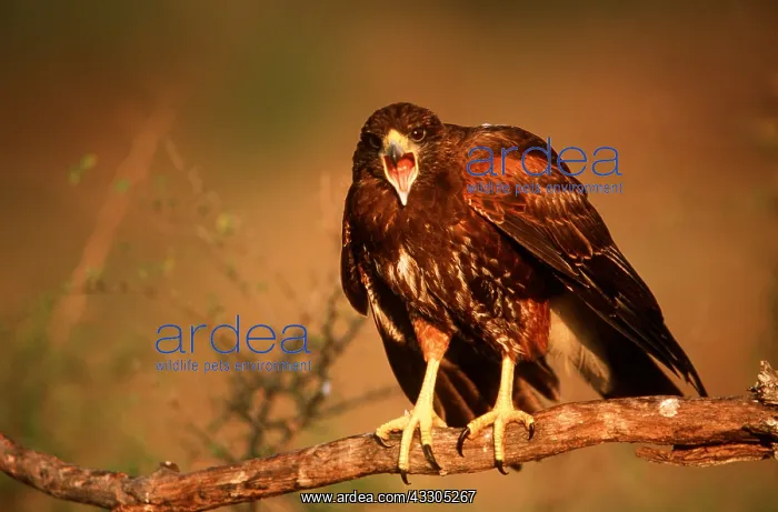 : HARRIS HAWK - on branch, beak open : HARRIS HAWK - on branch, beak open