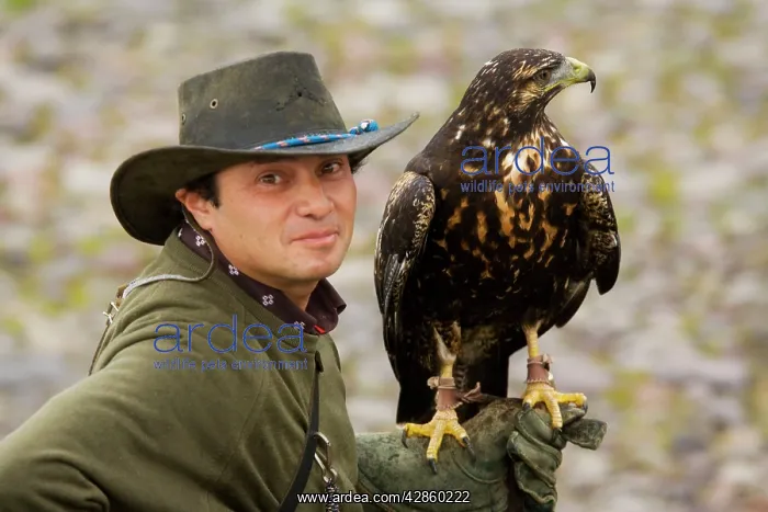 : Harris Hawk - with falconer : Harris Hawk - with falconer
